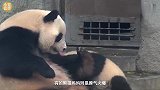 对于不愿回家的熊团子，熊猫妈妈直接上嘴，模样笑翻众人