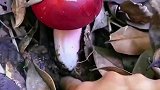 这蘑菇吃完不得凉了啊