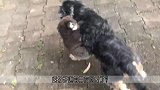 狗子出门散步，背着一只考拉宝宝回家，狗：散个步多个儿子