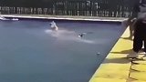 柯基：水深不深，金毛：水不深，才刚刚淹过腿