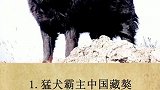 全球最凶猛的宠物。