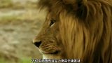 狮王莫伦以一敌四，成功捍卫领地，真不愧为传奇狮王