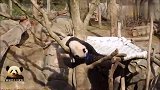 活力十足的熊猫贝贝跑来跑去打打滚，爬上爬下撒了欢儿，嗨到飞起