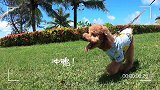 连狗狗都去看海了！宠物和主人的度假真是yyds，实名羡慕！