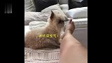 闻了下主人的脚，把狗狗臭到学鸡叫