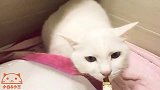 从小一起长大的猫咪口味却不同，小白不爱吃三三的营养膏