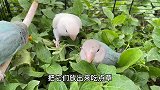 牡丹鹦鹉怎么分辨公鸟跟母鸟？这个视频简单讲解分辨方法