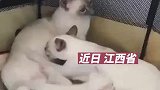 没有长大的猫妈妈，一边喂奶一边喝妈妈的奶