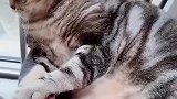 猫：别动我，我吃的太饱了，不想动！