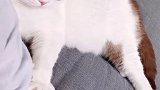 你已经是个大小伙子了 还天天这样撒娇 星探家 猫