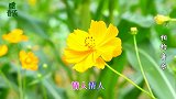 龙飘飘一首《午夜香吻》经典情歌，优美动听，美好的回忆！