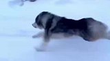 当阿拉斯加看到雪后，瞬间“血脉觉醒”跑得比车都快