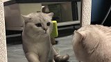 猫自己跟自己打起来了，这是不是太傻了
