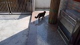 果然是狸花猫，蛇都敢抓（怕蛇勿入）