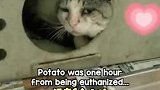 猫咪有幸遇到了新主人，获取了新生！