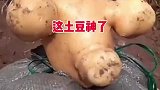 这土豆简直是神了呀！