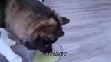 猫在家中躺，锅从天上来，猫咪：我这是招你惹你了