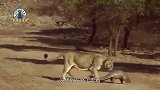 狮群遇到穿山甲，刚准备张大嘴享受美餐时，意想不到的事发生了