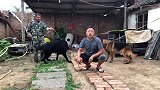 欣赏下这两只纯种弓背德牧犬，都是暴脾气，大家来看下到底谁厉害