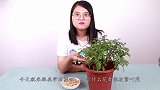 往花盆里放一把黄豆，花儿疯长，枝繁叶茂