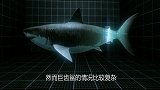 动物世界：巨齿鲨的身体构造是怎样的，一起来看