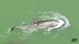 孩子遭撞死海豚妈紧抱不放手 不断将它遗体顶出水面