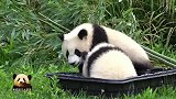 熊猫宝宝梦圆和梦想在澡盆里嬉戏打闹，两个小家伙可爱到掉渣