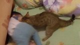宝宝哭了！一旁的猫咪想安慰又不懂安慰，呆萌的样子好可爱