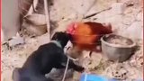 第一次看到这样的拔河比赛