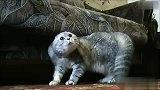 生活-遭惊吓时猫咪的萌态
