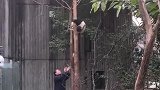 大熊猫：我还没玩够呢，你就叫我下来了！