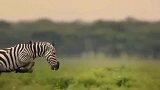 动物世界：大象袭击美洲豹