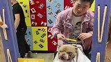 恶霸犬被主人带去理发店，看到镜子里的狗，它自己都来气！