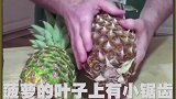 你知道怎么区分菠萝和凤梨吗？别再让小贩忽悠你了！