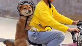 小主人骑车带狗狗遛弯，小狗戴着头盔，搂着小主人的腰