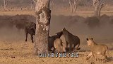 野牛给孩子报仇，发飙了，把狮子追的无路可逃