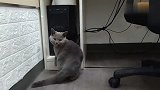 猫咪生病被抽血，还向主人展示自被包扎的伤口，真是萌死人啦