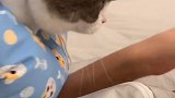 这还像一只绝育的小猫咪吗？？？vlog萌宠日常