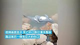 武汉市民在长江边发现一头死亡江豚，已移交中科院水生所调查