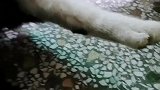 看我家猫咪在干嘛