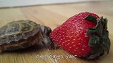 乌龟第一次吃草莓，接下来请憋住别笑，镜头记录搞笑过程