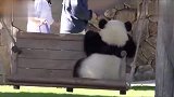 熊猫荡秋千摔下出糗，当场对秋千出气，国宝你都敢动！