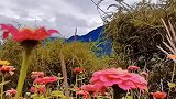 格桑花，南迦巴瓦峰，西藏美景