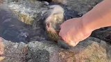 男子在石头缝里救了一条鱼