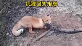 狐狸被麻绳缠住，从拒绝人类救助到躺平，被救后还一脸难以置信