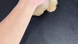 宠儿多的萌宠约克夏