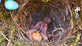 鸟妈妈纵容小鸟欺负幼鸟，不管不顾，场面相当无情！