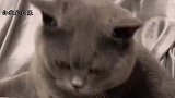 猫咪不让撸，主人说把它送去猫肉馆，猫咪的反应让人看一次笑一次