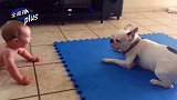 1岁娃趴地上和斗牛犬吵架，不料狗狗放大招，这画面看完不许笑