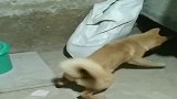 耗子没事找事满屋乱串，把狗子惹急了，扭头就咬！